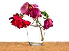 Withered Rose In A Glass Vase On A White Background, Fallen Rose Petals, Pink Color And Red Royalty Free Stock Photos
