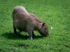 Free Capybara - Hydrochoerus, The Largest Living Herbivorous Rodent From The Guinea Pig Family Living In South America Royalty Free Stock Images - 283100979