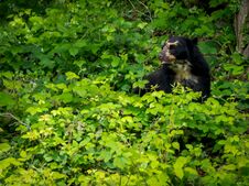 Free Close-up Of An Andean Bear Against A Background Of Greenery In A Natural Habitat Stock Photo - 283100990