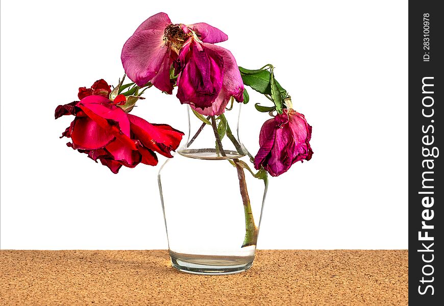 withered rose in a glass vase on a white background, fallen rose petals, pink color and red