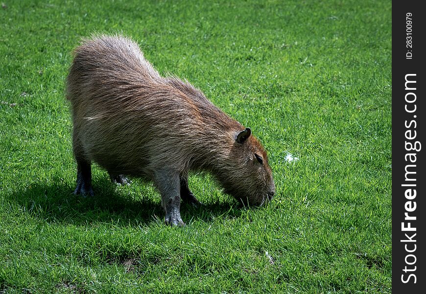 capybara - hydrochoerus, the largest living herbivorous rodent from the guinea pig family living in south america