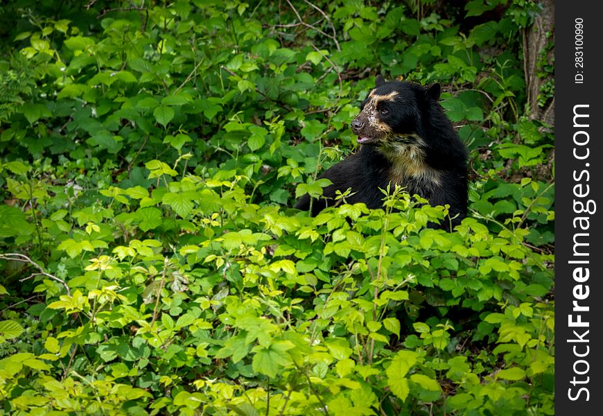 Close-up Of An Andean Bear Against A Background Of Greenery In A Natural Habitat