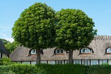 Oak Trees In Front Of A House Royalty Free Stock Photo Oak Trees In Front Of A House Royalty Free Stock Photo