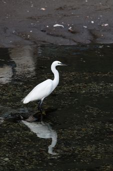 White Egret Royalty Free Stock Photo White Egret Royalty Free Stock Photo