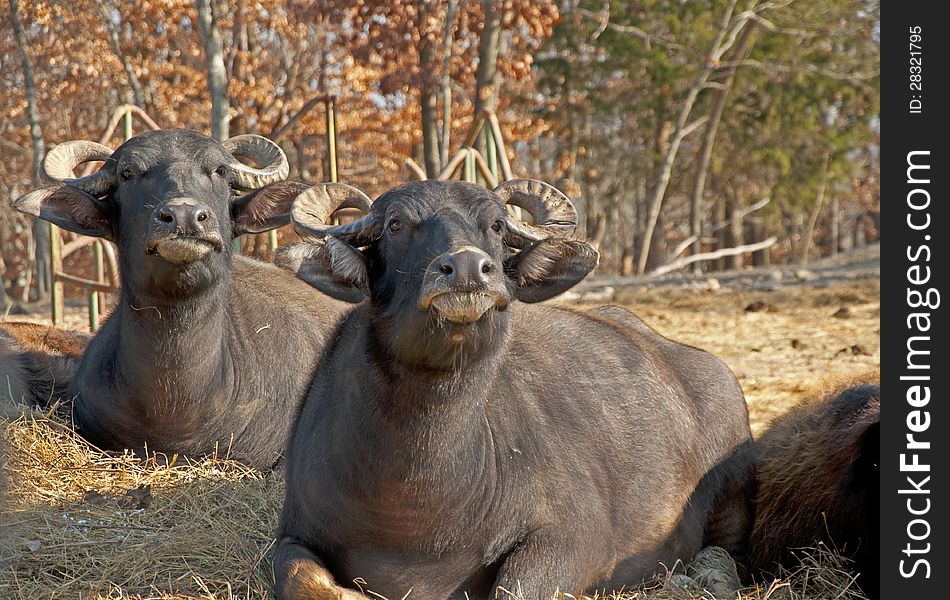 Water Buffalo Lie In The Hot Sun Chewing.