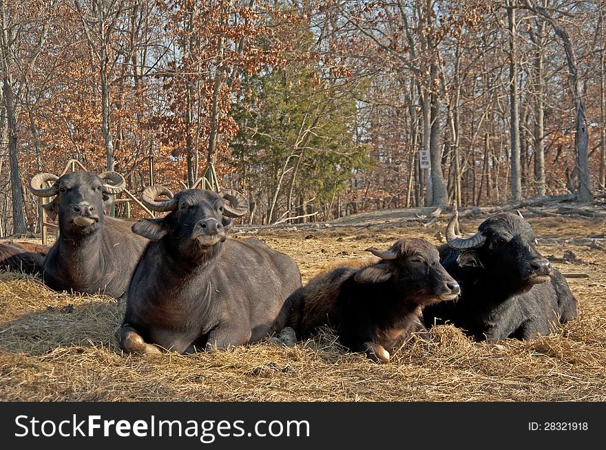 Water Buffalo Lie In The Hot Sun Chewing.