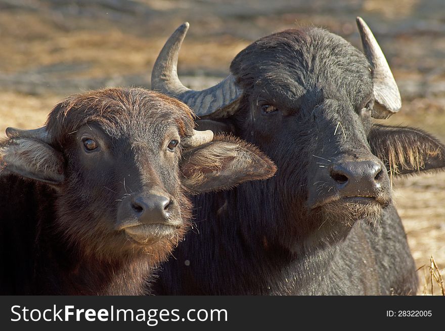 Water buffalo lie in the hot sun chewing.