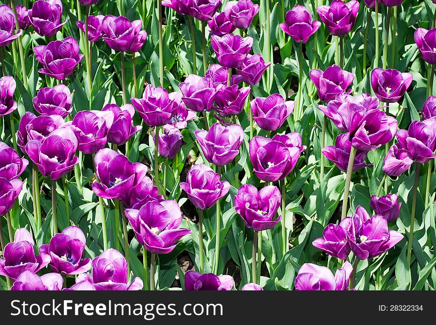 Plantation Purple Tulips.