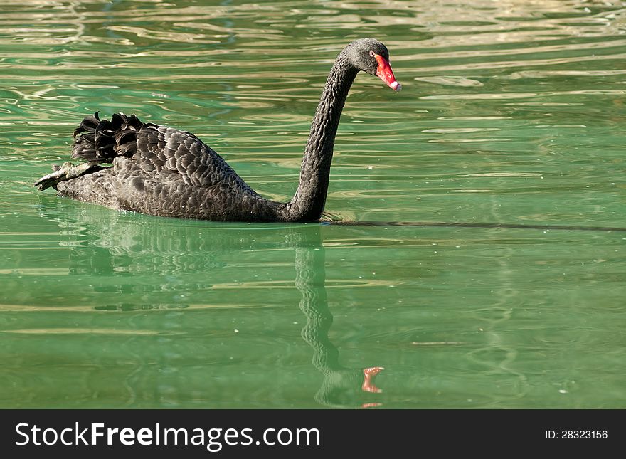 A black swan floats creating a water reflection. A black swan floats creating a water reflection.