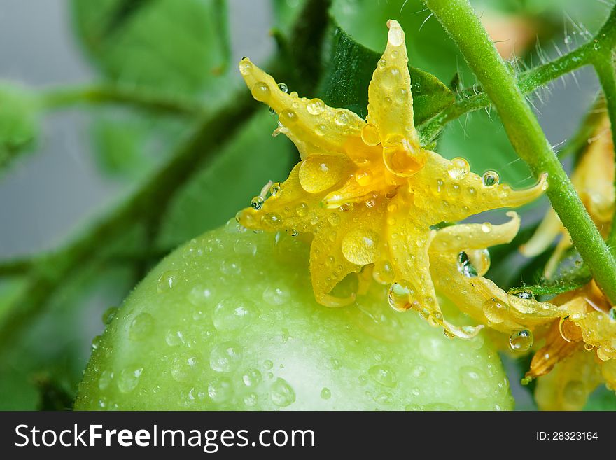 Blooming Tomatoes
