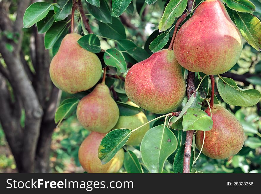 Ripe pears on a tree in the orchard. Ripe pears on a tree in the orchard