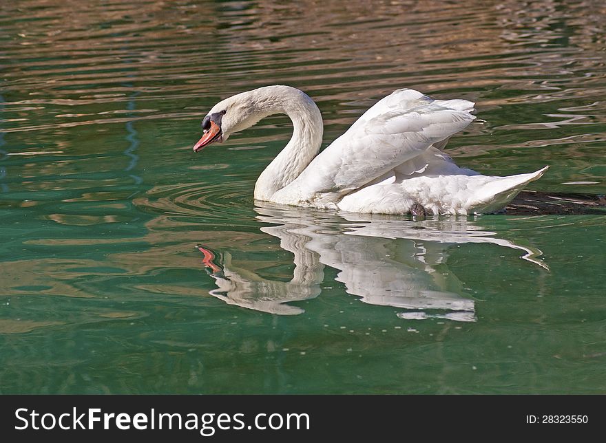 A white swan floats creating a water reflection. A white swan floats creating a water reflection.