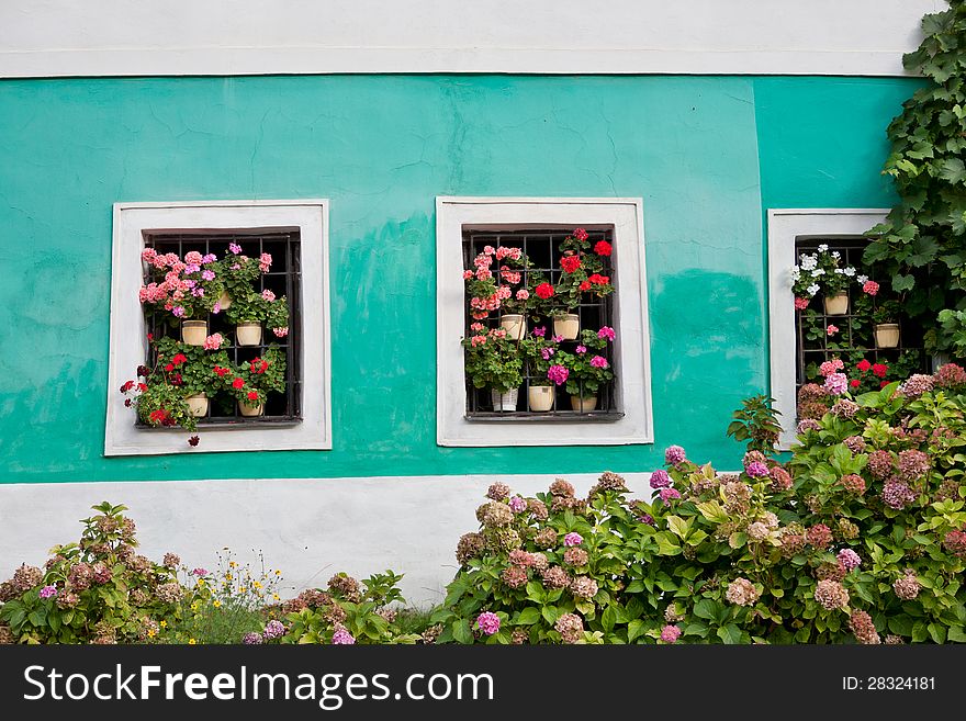 Geraniums in windows