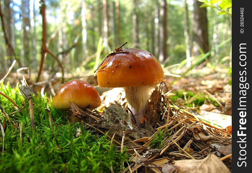 Beautiful young fly agaric in the forest