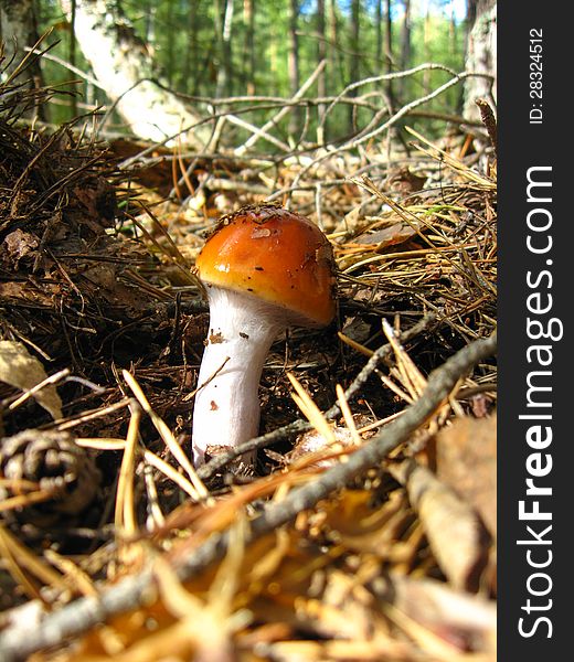 The image of beautiful young fly agaric in the forest