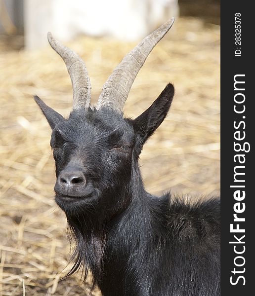 A black goat in an enclosure looking towards the camera. A black goat in an enclosure looking towards the camera