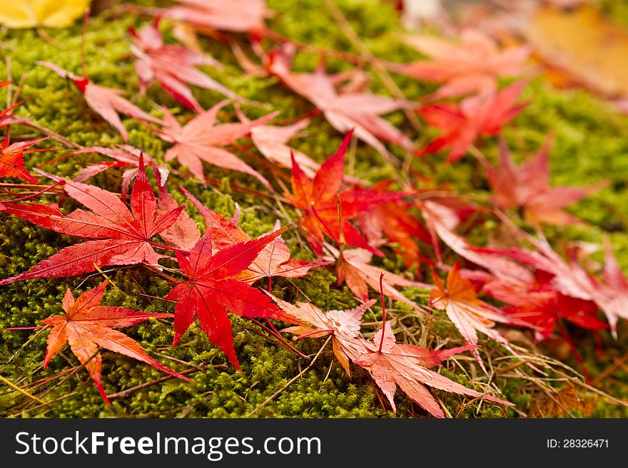 Autumn red leaves on the green moss. Autumn red leaves on the green moss.