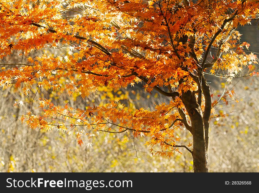 Sunlight streaming through the autumn leaves.