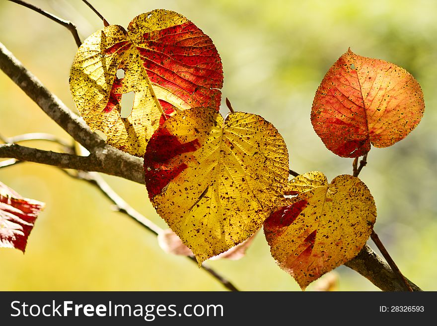 Autumn tree with foliage in the background. Autumn tree with foliage in the background.