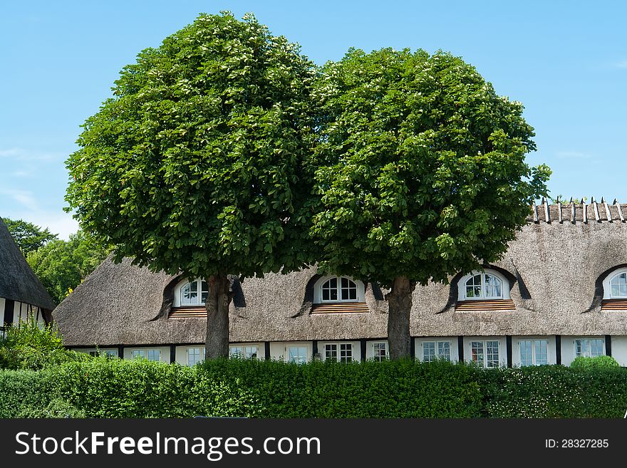 Two beautiful lush green oak trees in front of a country style house. Two beautiful lush green oak trees in front of a country style house