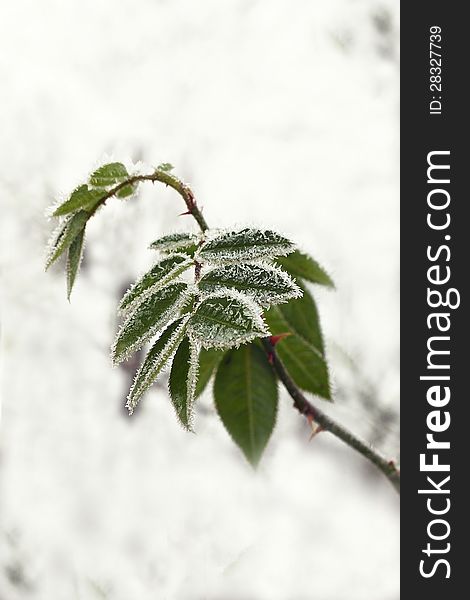 Green leaves of a rose in hoarfrost on an unusual white-grey background. Green leaves of a rose in hoarfrost on an unusual white-grey background.