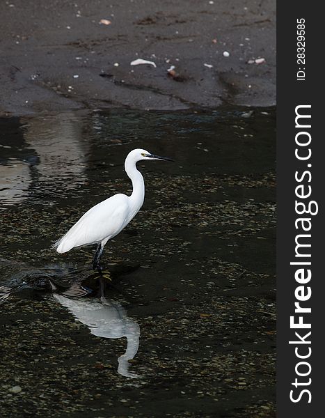 White egret in a river