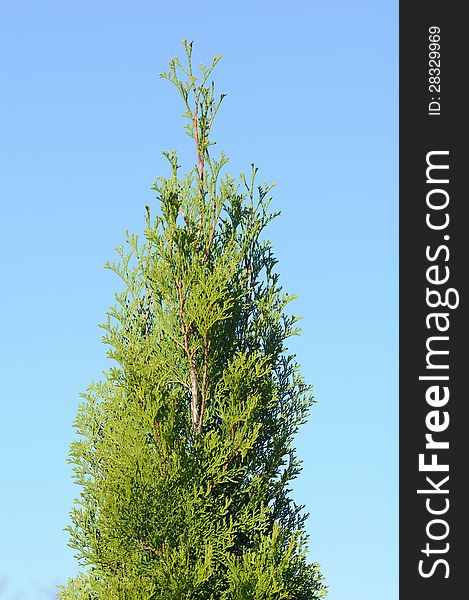 A green thuja tree against a blue sky background - vertical orientation. A green thuja tree against a blue sky background - vertical orientation