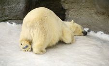 Polar Bear Royalty Free Stock Photos Polar Bear Royalty Free Stock Photos