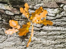 Free Autumnal Oak Leaves Royalty Free Stock Photography - 28337837