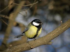 Titmouse On Branch Royalty Free Stock Photos