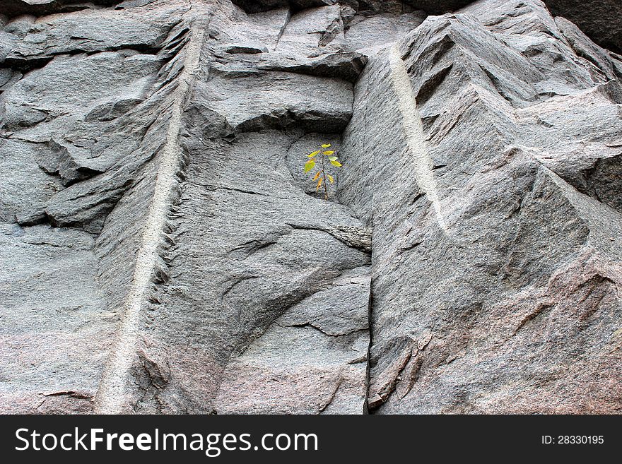 Small green leaves growing through the hard stone face of mountainous trail. Small green leaves growing through the hard stone face of mountainous trail.