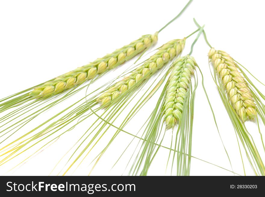 Four green rye ears on a white background. Four green rye ears on a white background