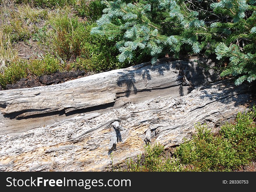 Colorado Rockies at high altitude log with pine. Colorado Rockies at high altitude log with pine