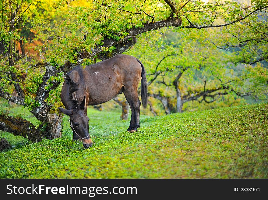 A mule eating a grass in the forest
