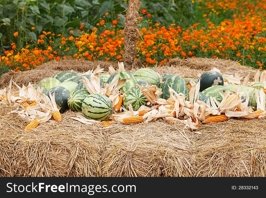 Watermelon And Dry Corn On A Pile Of Straw.