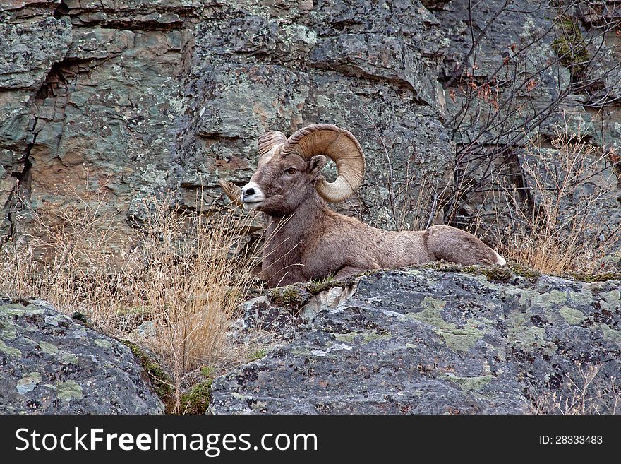 This image of the large big horn ram was taken on the Flathead Indian Reservation at a place called Hog Heaven in NW Montana. This image of the large big horn ram was taken on the Flathead Indian Reservation at a place called Hog Heaven in NW Montana.