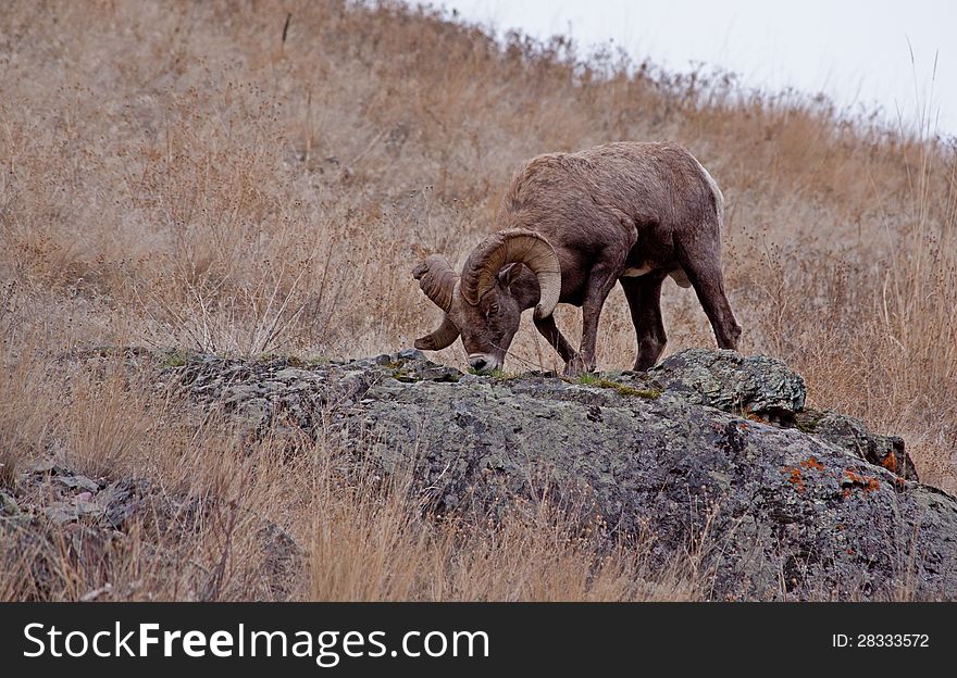 This image of the large big horn ram getting a bite to eat was taken on the Flathead Indian Reservation at a place called Hog Heaven in NW Montana. This image of the large big horn ram getting a bite to eat was taken on the Flathead Indian Reservation at a place called Hog Heaven in NW Montana.