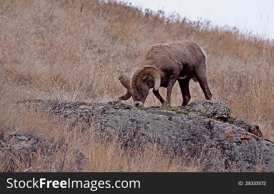 Big Horn Ram Feeding