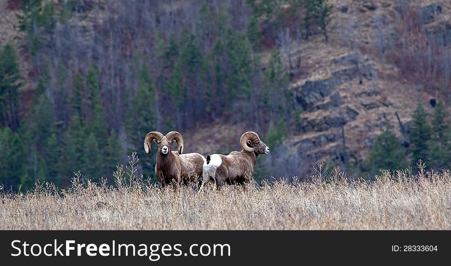 This image of the two large big horn rams in the meadow was taken on the Flathead Indian Reservation at a place called Hog Heaven in NW Montana. This image of the two large big horn rams in the meadow was taken on the Flathead Indian Reservation at a place called Hog Heaven in NW Montana.
