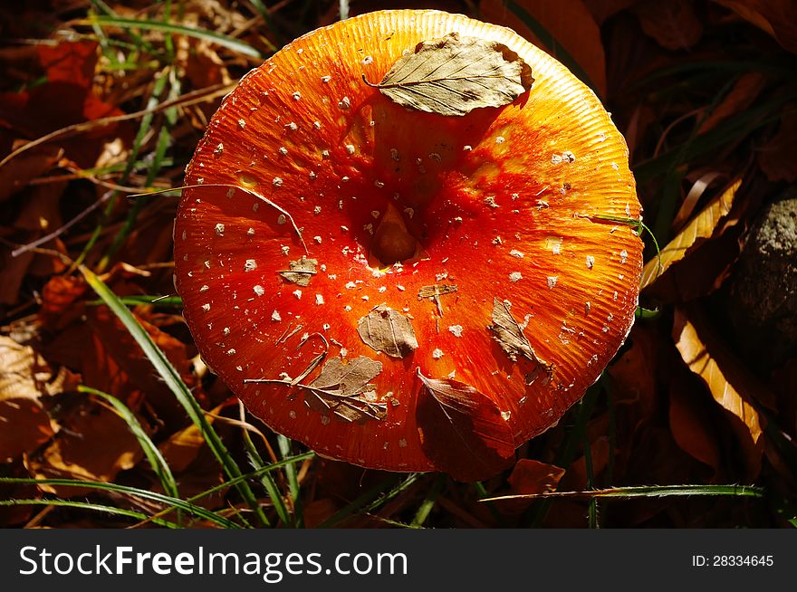 Red fly agaric in Forest, Bulgaria