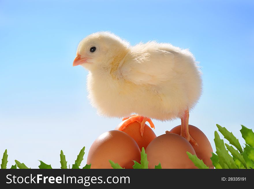 Little yellow easter chick on sky background