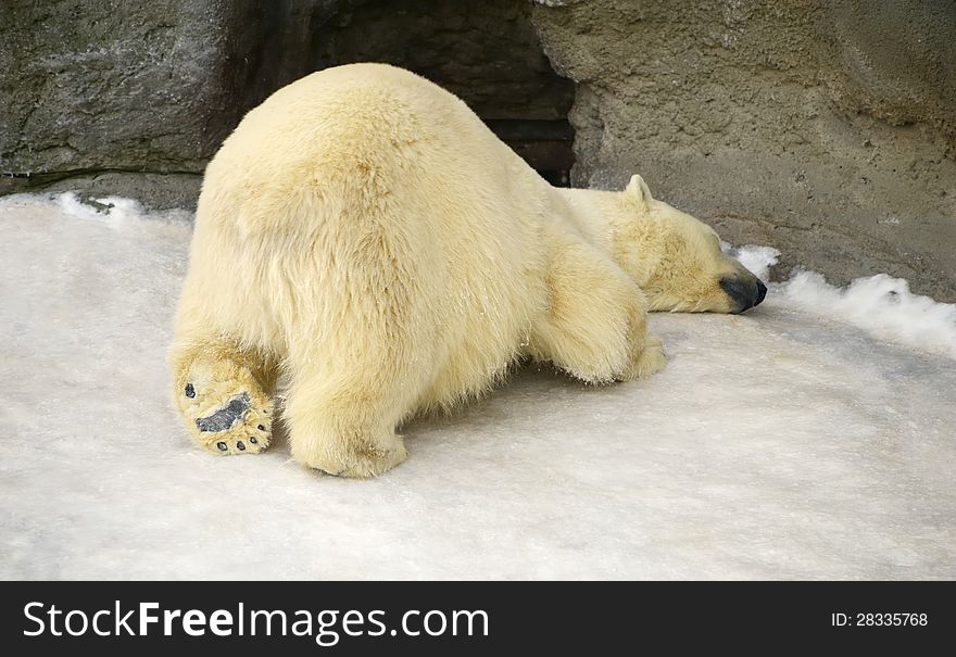 Polar Bear