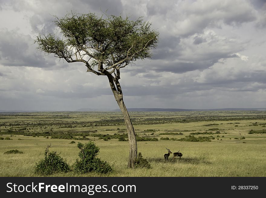 SONY DSC Hidden in the shadow of a single tree on the photo of the Savannah in Kenya two antelopes, made during a safari in January 2012.I took this photograph in the Masai mara National Park. SONY DSC Hidden in the shadow of a single tree on the photo of the Savannah in Kenya two antelopes, made during a safari in January 2012.I took this photograph in the Masai mara National Park