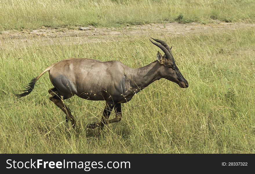 Run Of Antelope Topi