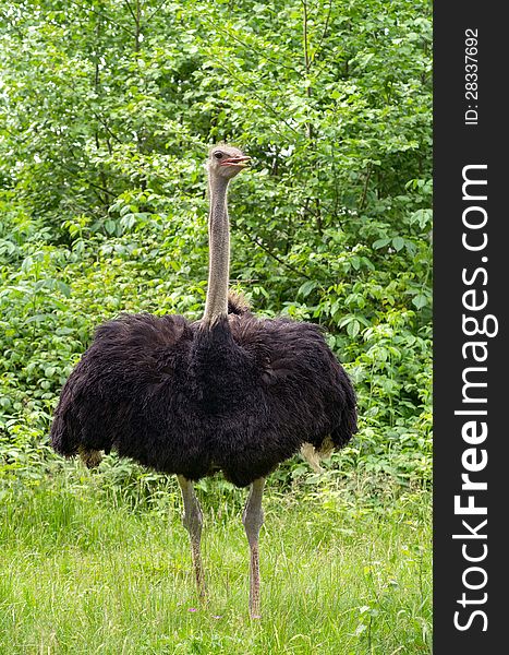 Ostrich on a background of green trees