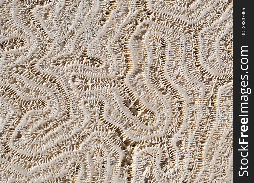 Texture of the natural coral wall. Texture of the natural coral wall