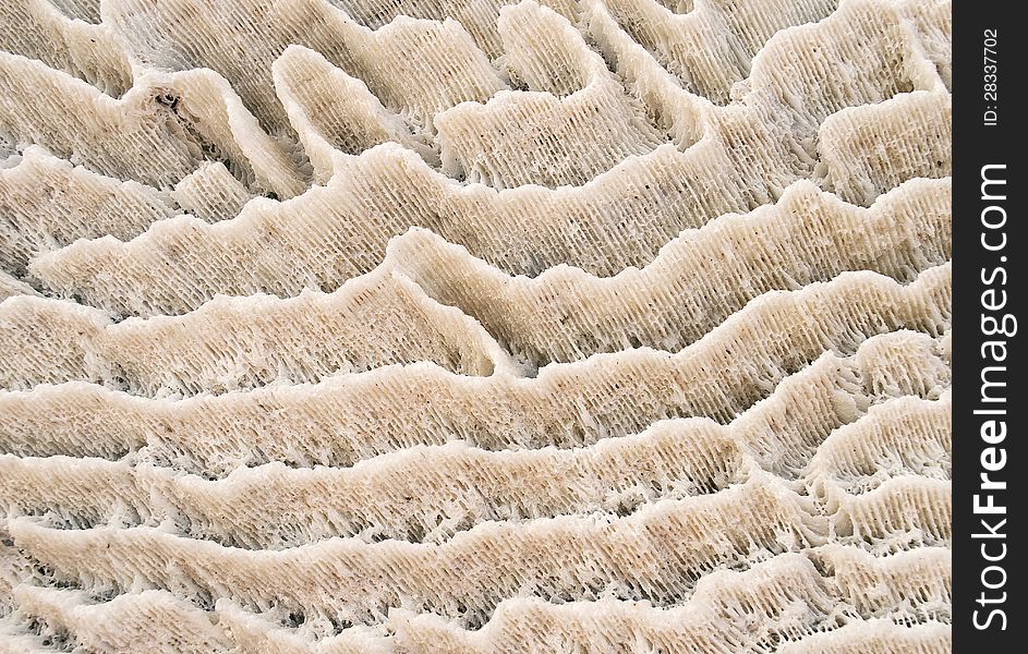 Texture of the natural coral brick. Texture of the natural coral brick