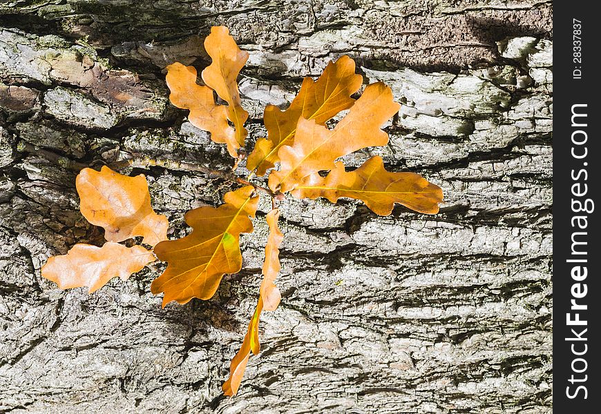 Autumnal oak leaves  on oak bark background