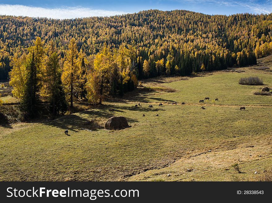 Scenery of grassland of Xinjiang, China