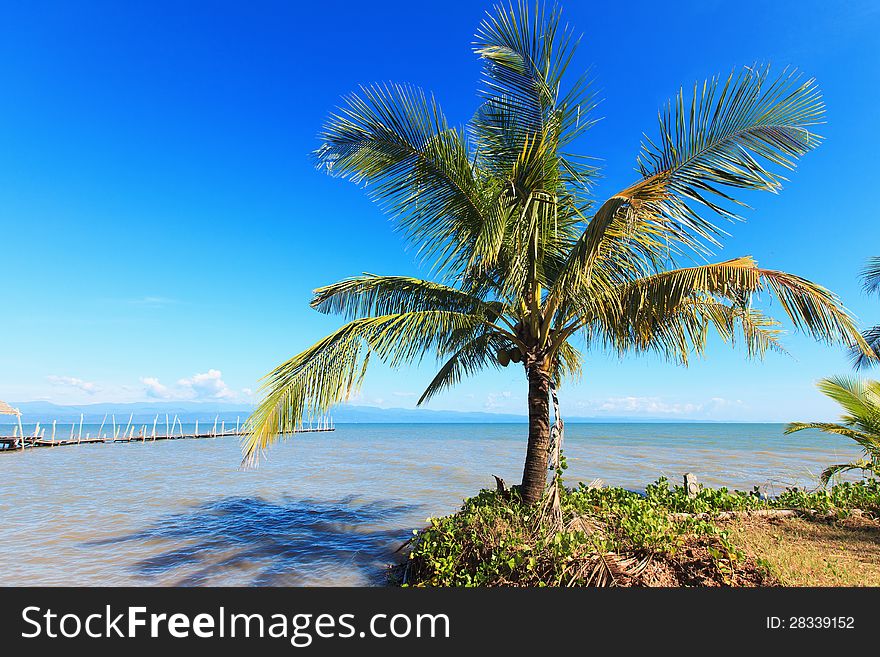 Tropical landscape. Coconut palm on the blue sky and sea. Old wooden boat pier.